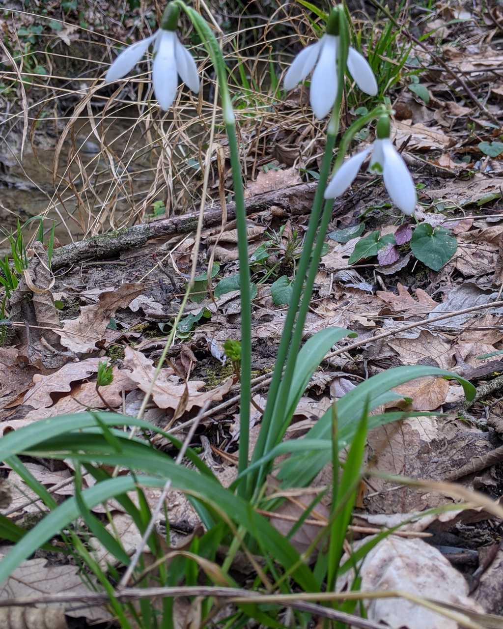 Galanthus nivalis